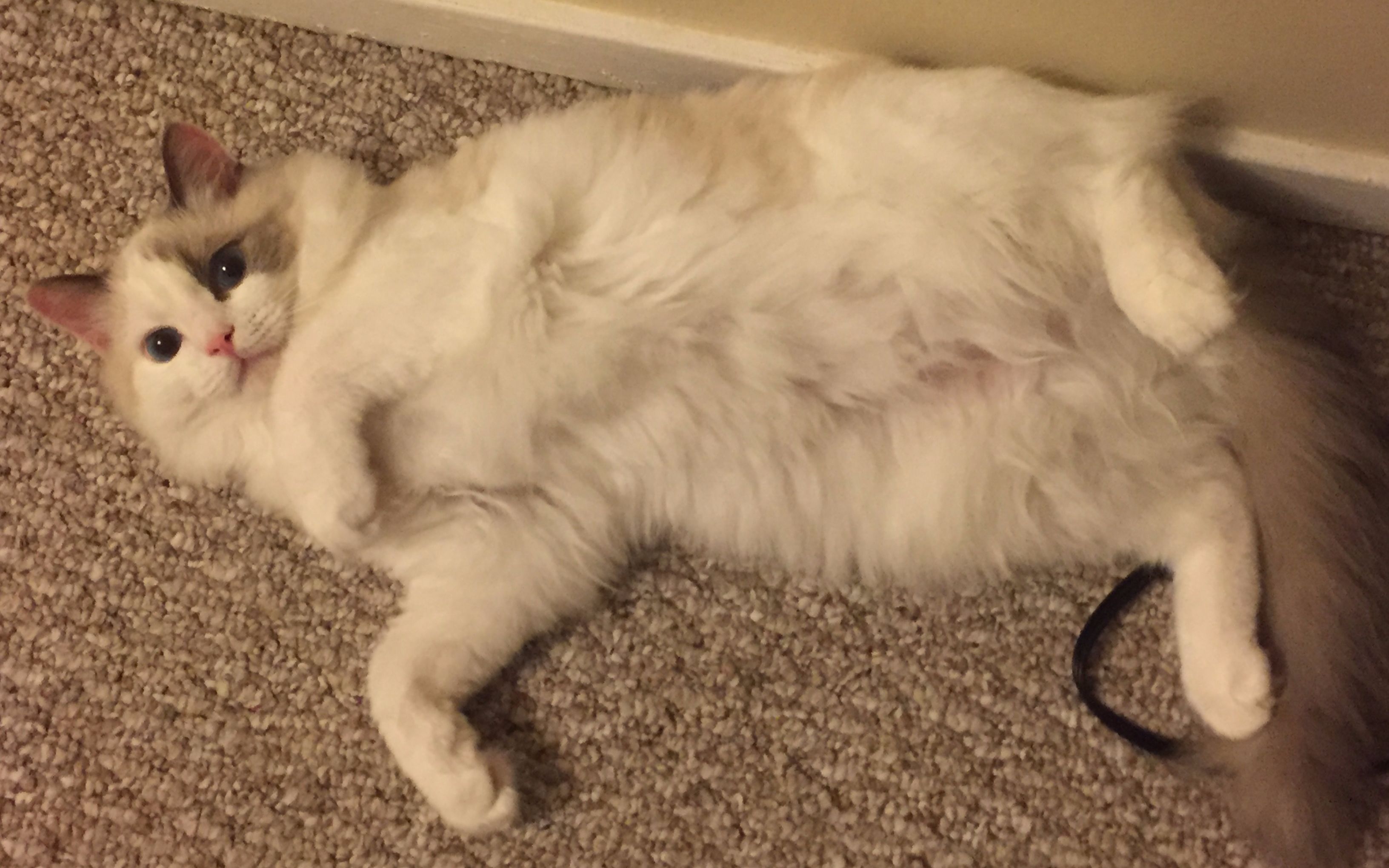 猫?撸一撸就躺下啦!