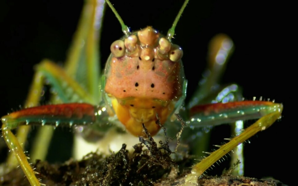 [生肉]昆虫生死斗第二季03ultra violence