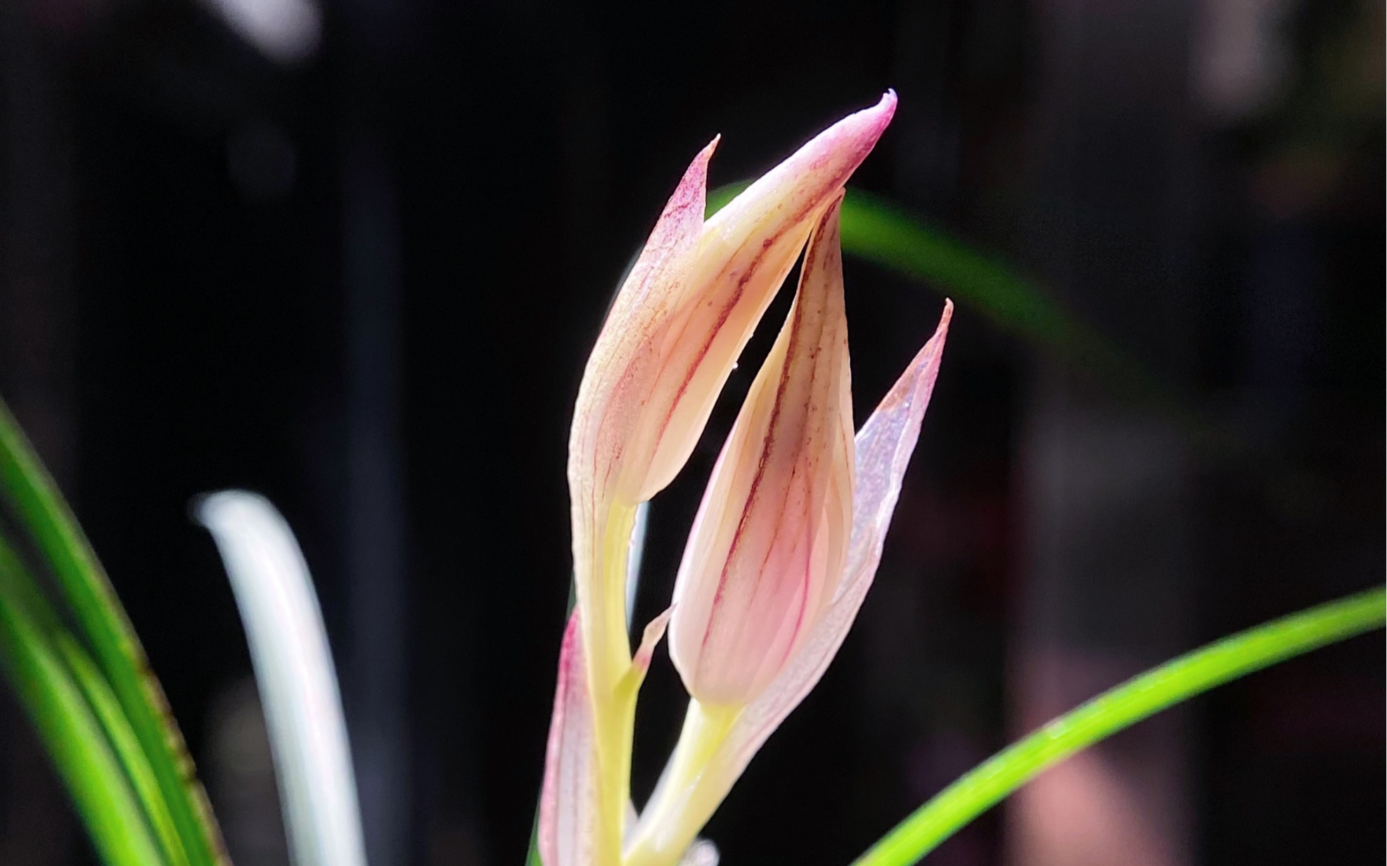 莲瓣兰水点桃花