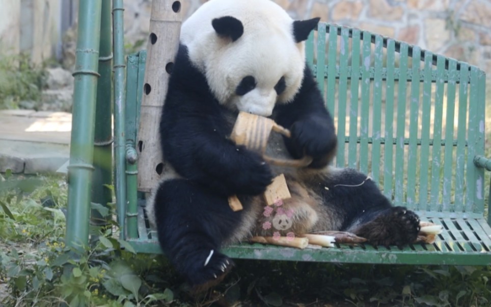 么么儿真的全身都嘟嘟的,超级节约的胖宝宝,捡个笋皮都能啃两口!哔哩哔哩bilibili