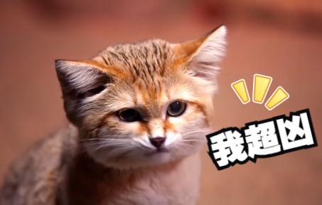 [图]圣火喵喵教“三大护法”黑足猫、沙漠猫、锈斑豹猫，可凶了