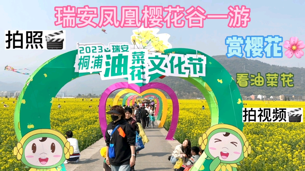 20230306瑞安市桐浦凤凰樱花谷,桐浦油菜花海文化节一游,视频由iphone