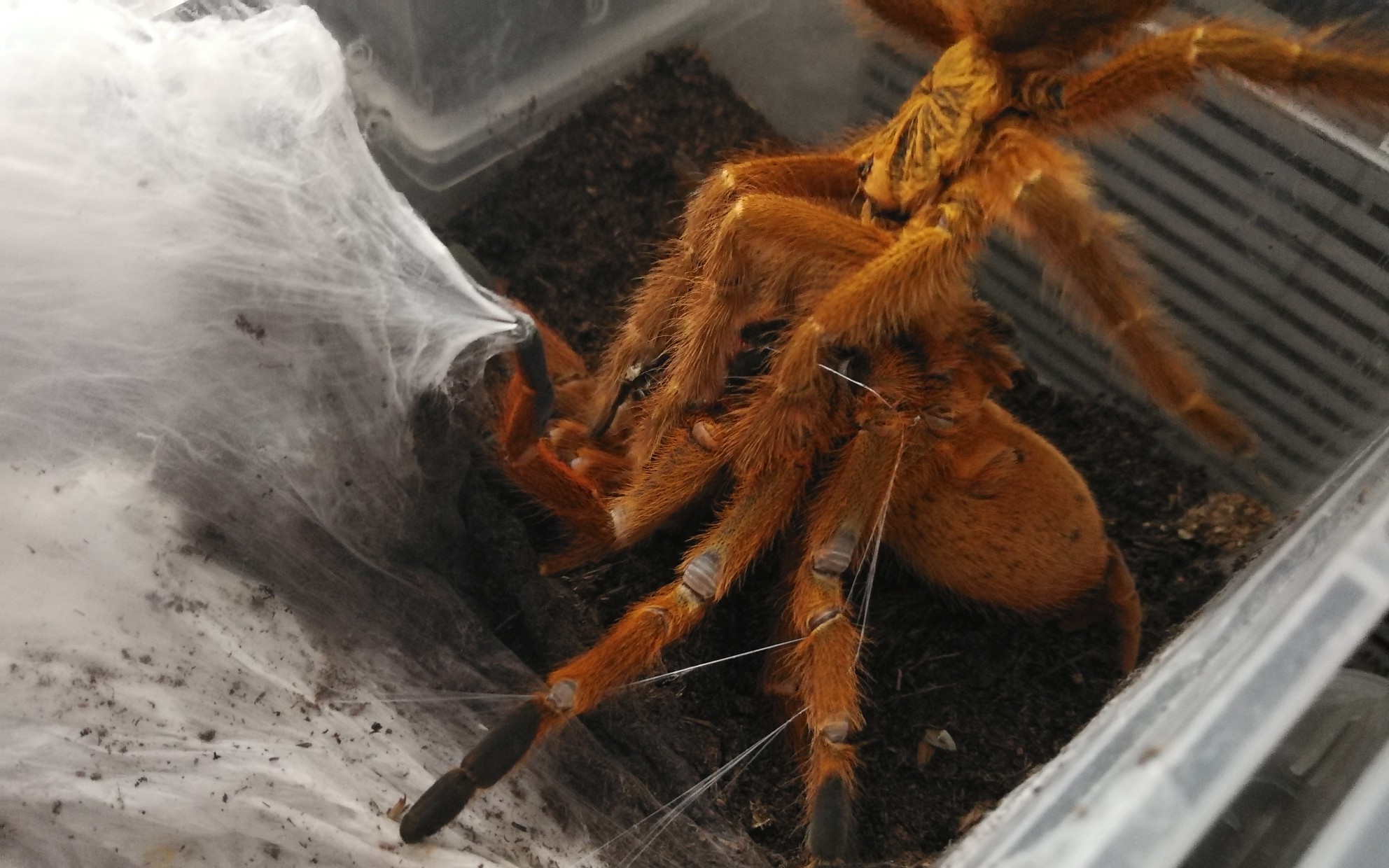 【捕鸟蛛】橙巴布交配片段