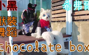 Download Video: (希弗爾&小黑)chocolate box獸裝舞蹈Fursuit Dance