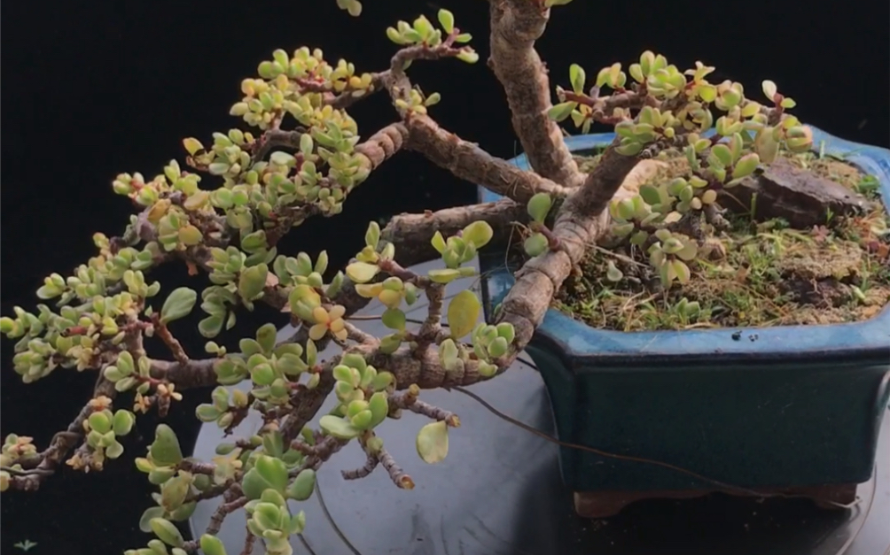 雅乐之舞小景一年一度的修剪过程