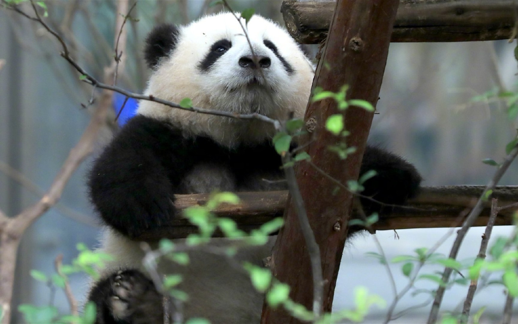【大熊猫和花】花花来吃