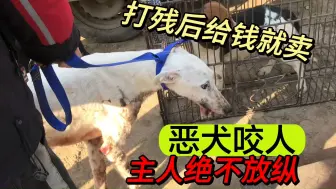 Télécharger la video: 猎犬发狂咬人，狗主人不纵容直接打残，把嘴打歪拉狗市给钱就卖