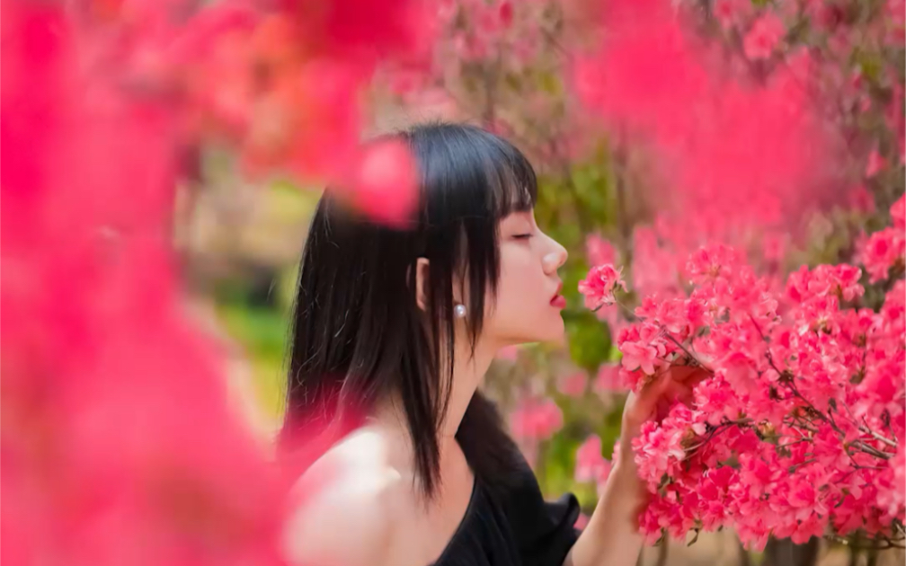 杜鹃花拍照技巧,杜鹃花拍照角度,杜鹃花拍照姿势-江小鉴-手机摄影