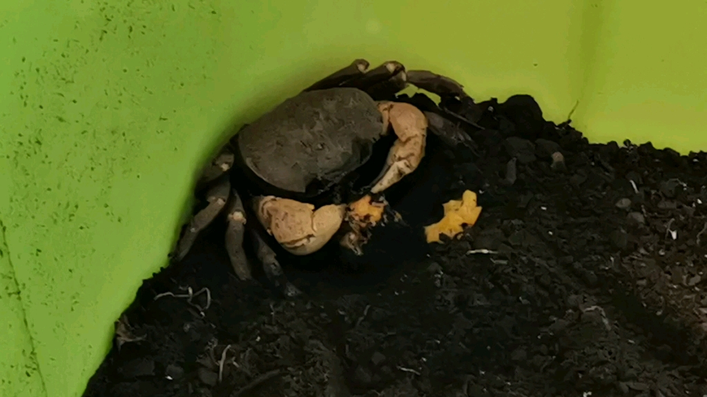 圆形/黑白图氏蟹慢条斯理吃芒果_哔哩哔哩_bilibili