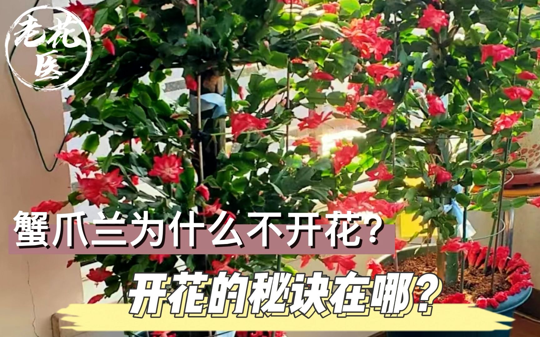 蟹爪兰为什么不开花?开花的秘诀在哪?蟹爪兰养护教学!哔哩哔哩bilibili