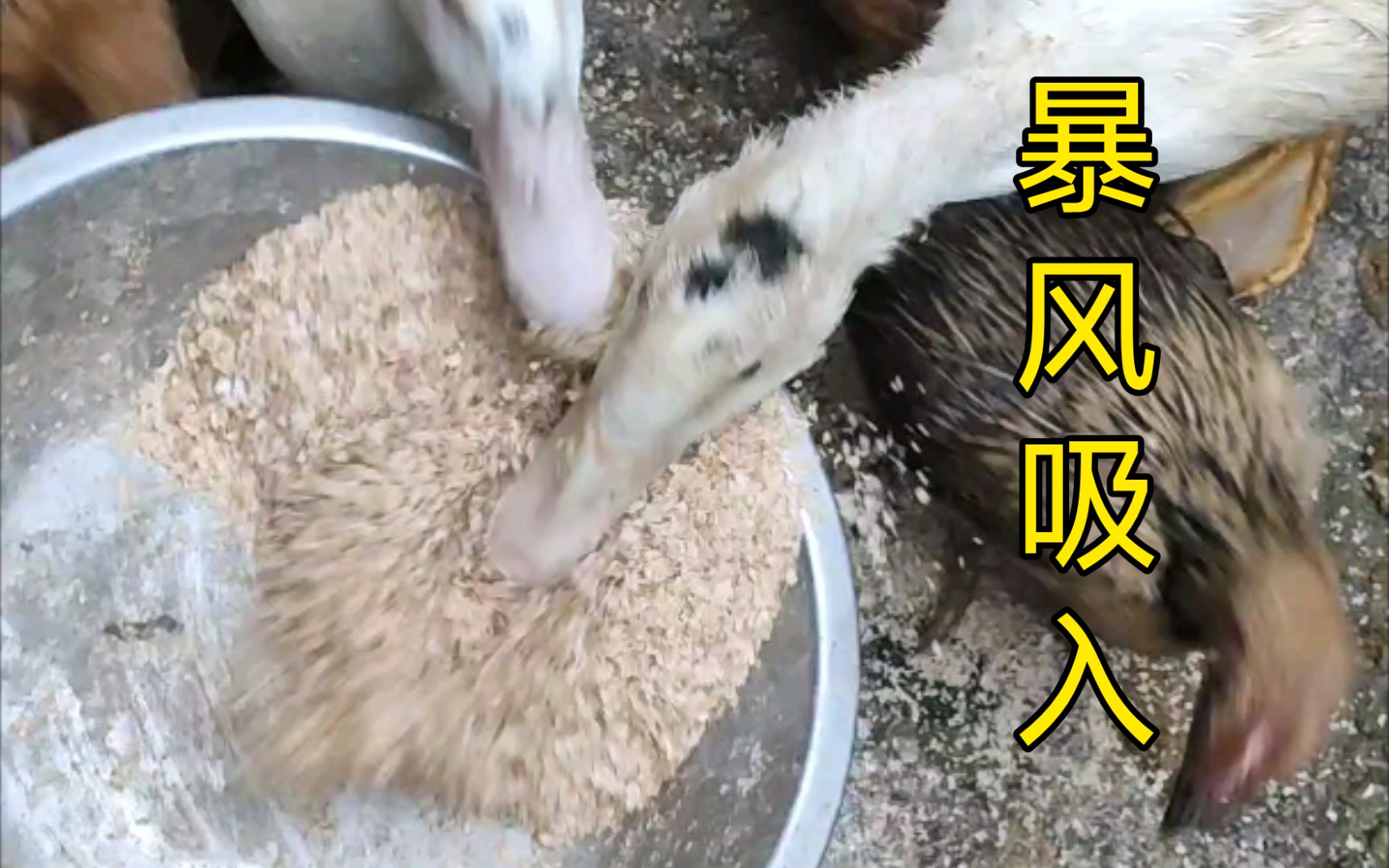 暴风吸入_哔哩哔哩_bilibili