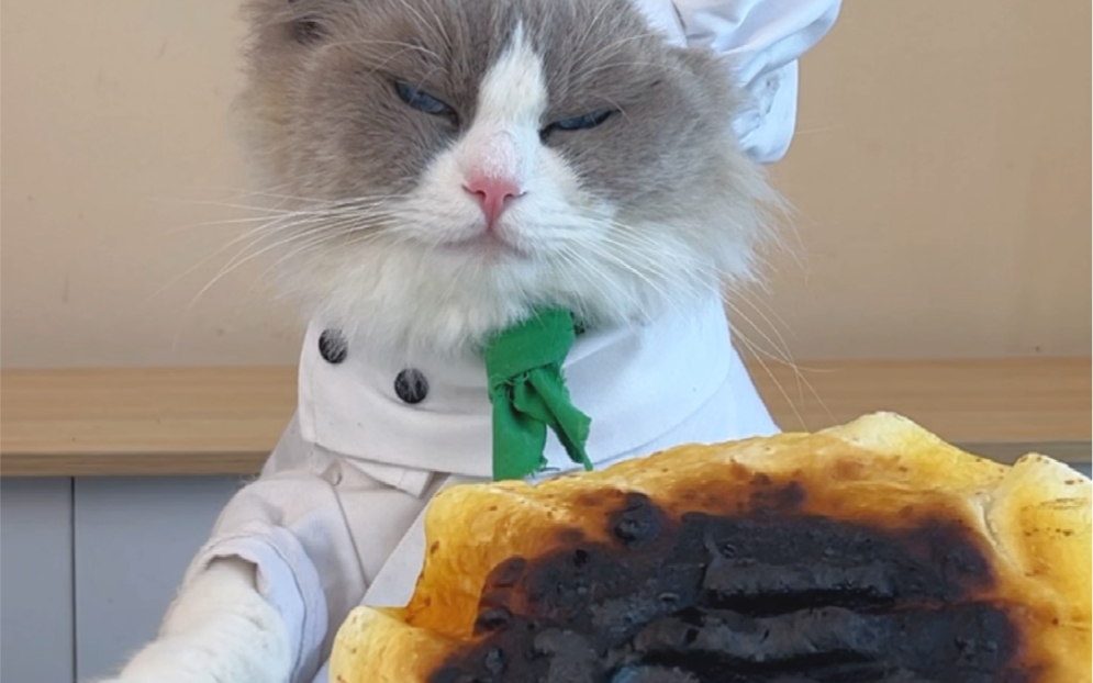 【喵大厨puff】6个馍,骗喵的鬼!#喵大厨puff_哔哩哔哩_bilibili