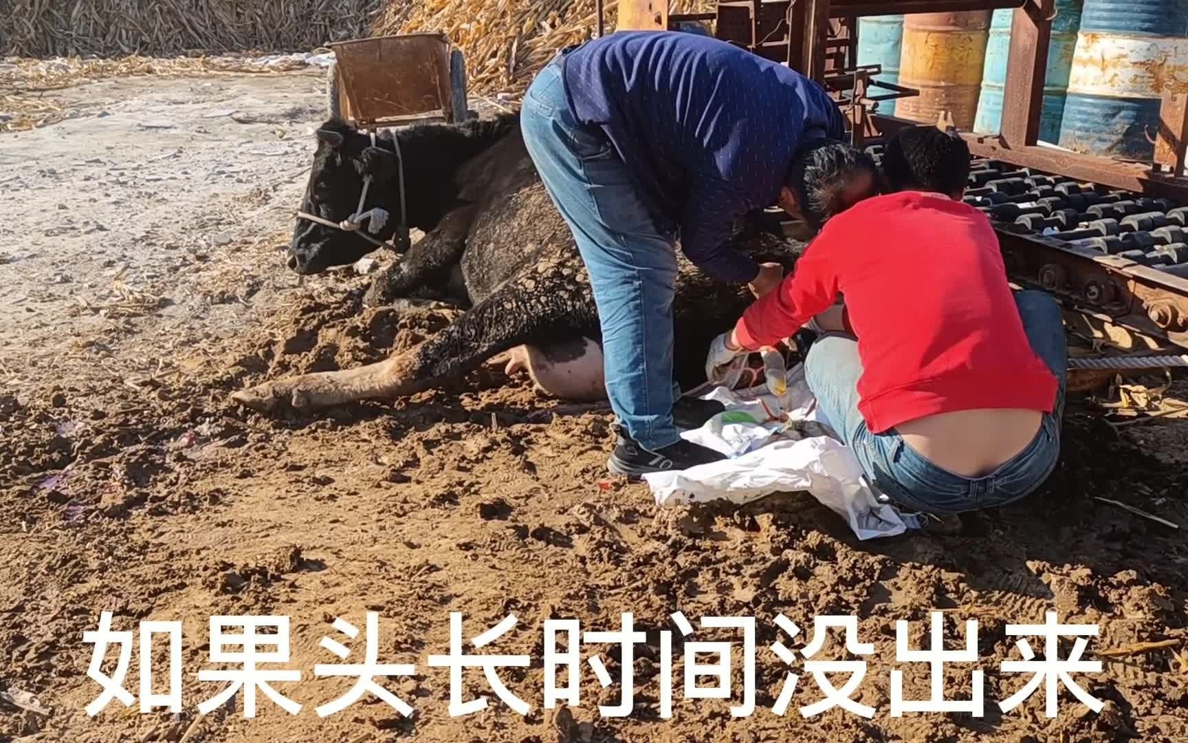 实拍母牛生小牛犊接生全过程,到家3天就生了,还是个母牛,真好哔哩哔哩bilibili