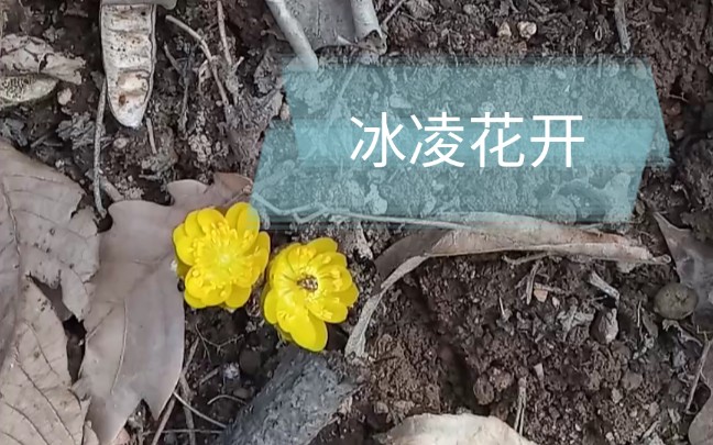 冰凌花开哔哩哔哩bilibili