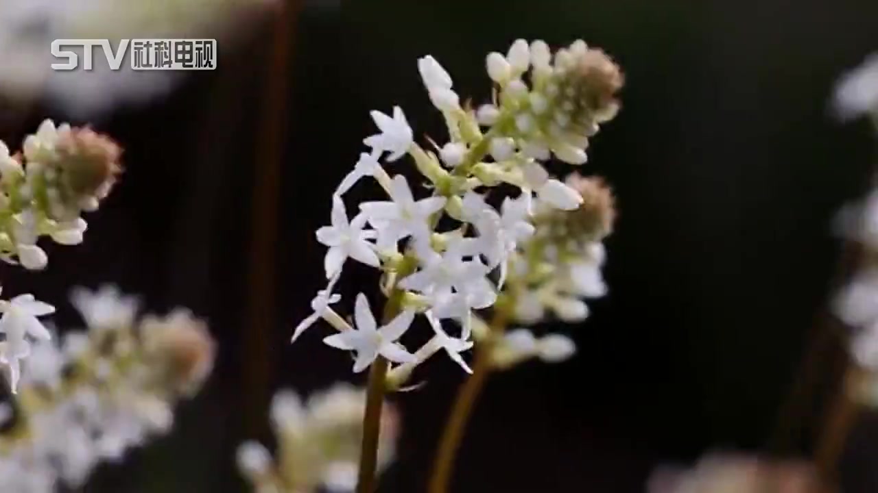 [图]【芳香中国】花道：风雅娴静的诗和远方