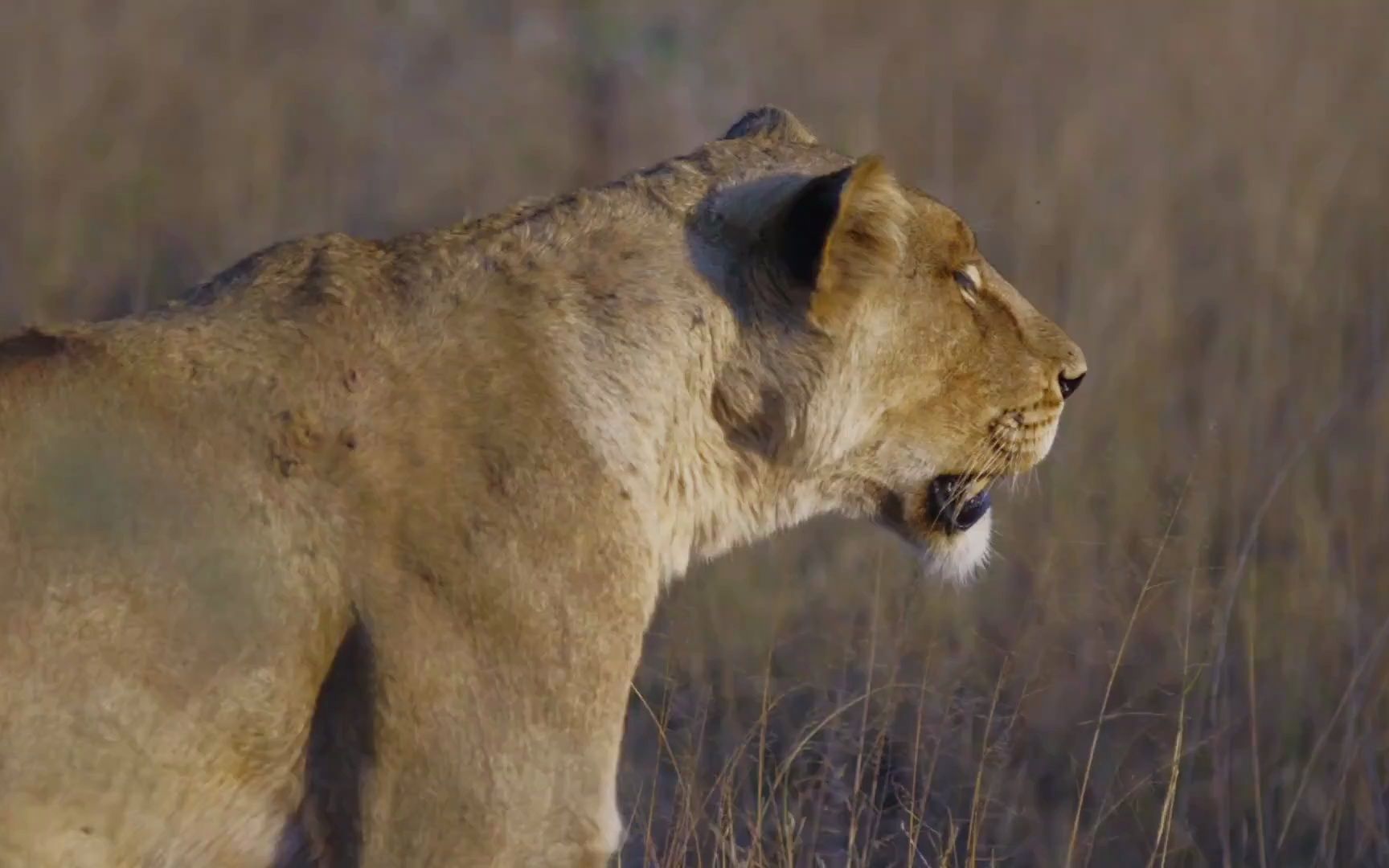 [图]史密森尼 野性标志 4 之 独行狮子与猎豹兄弟 Wildlife Icons 4 - A Lone Lion and Cheetah Brothers