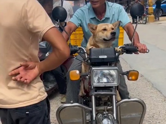 中华田园犬不仅是犬更是我们田园生活中的温暖陪伴哔哩哔哩bilibili