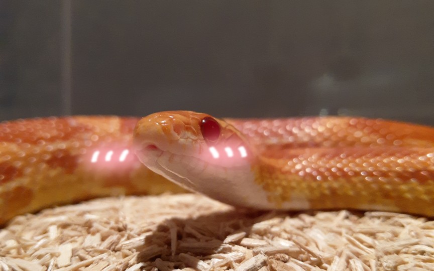 【玉米蛇】可爱的靓仔正在喝水啦～_哔哩哔哩 (゜-゜)つロ 干杯~-bili