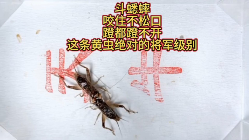 斗蟋蟀,咬住不松口,蹬都蹬不开,这条黄虫绝对的将军级别!