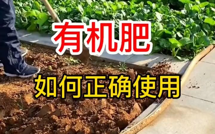 [图]有机肥如何正确使用？