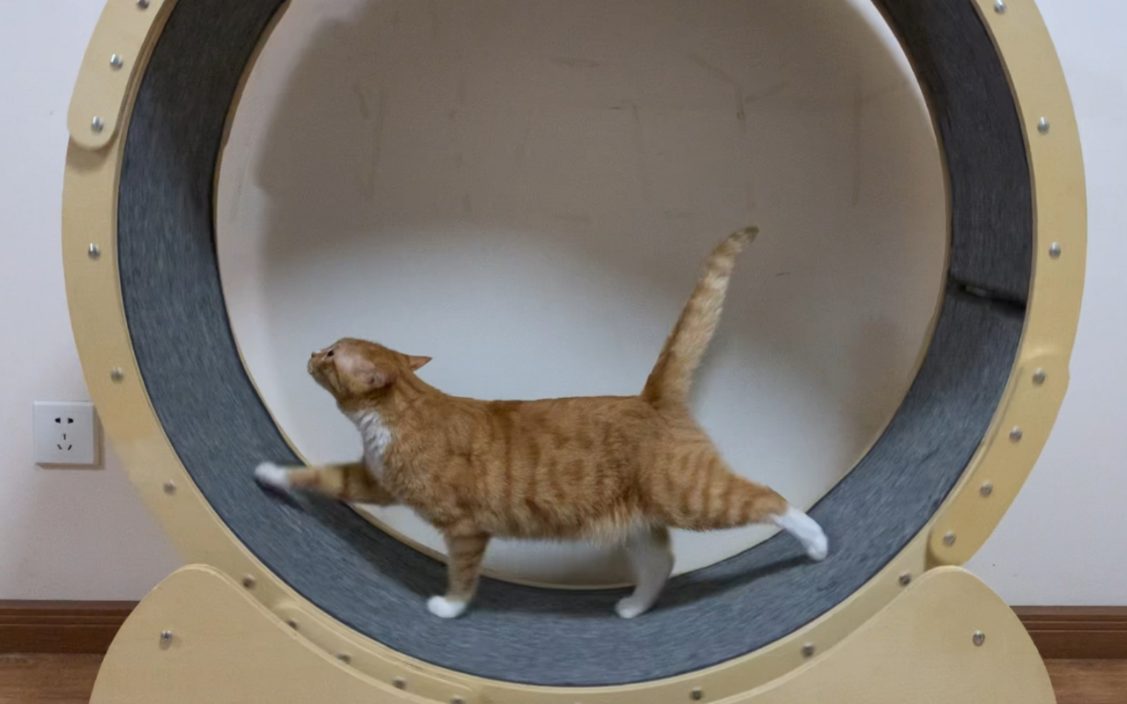 买了个猫跑步机我的我的胖橘都得到了锻炼小猫咪第一次用跑步机记录