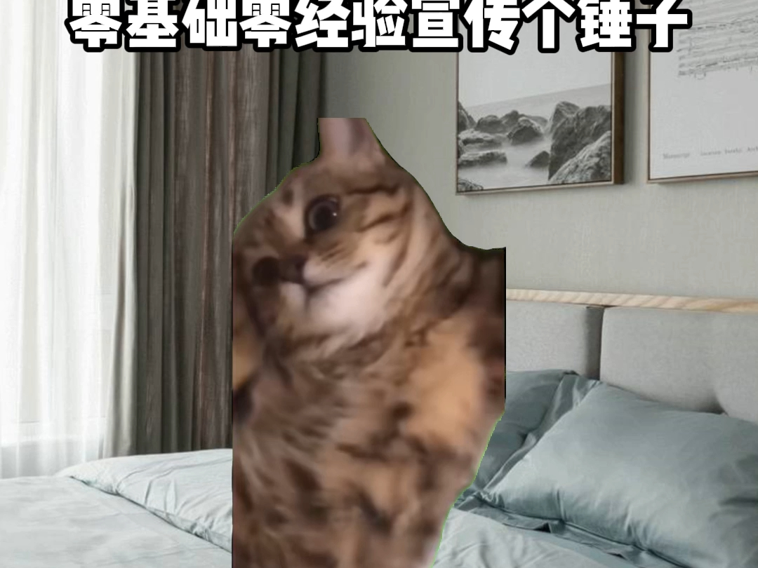 【猫meme】00后实习生被迫接手产品宣传,我真的麻了哔哩哔哩bilibili