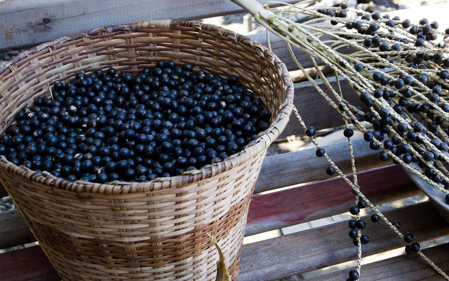 巴西莓功效(巴西莓:美容养颜神器,强效抗氧化)