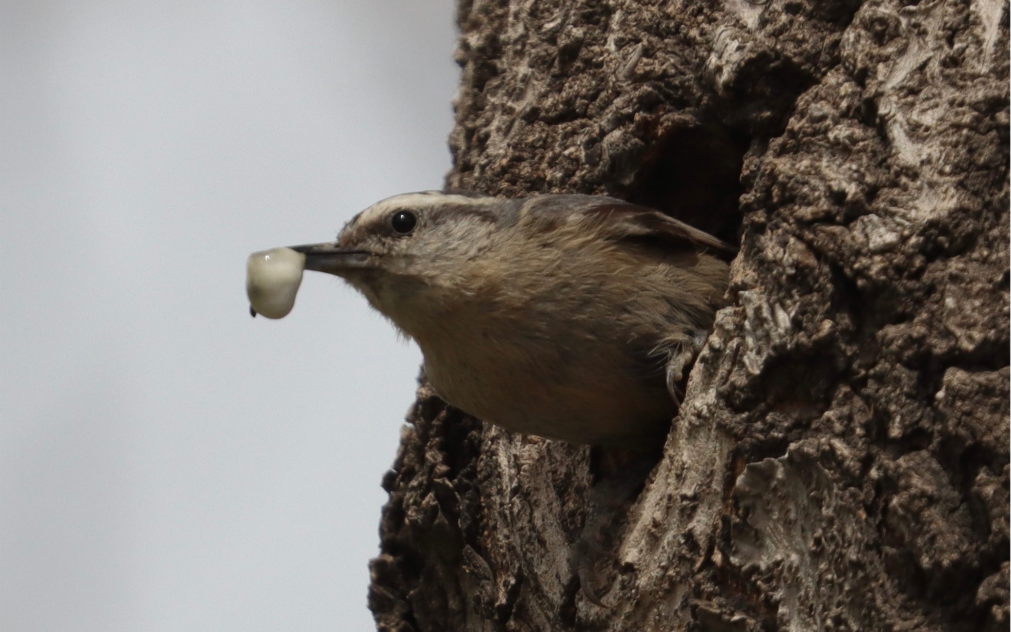 黑头䴓育雏 奥森