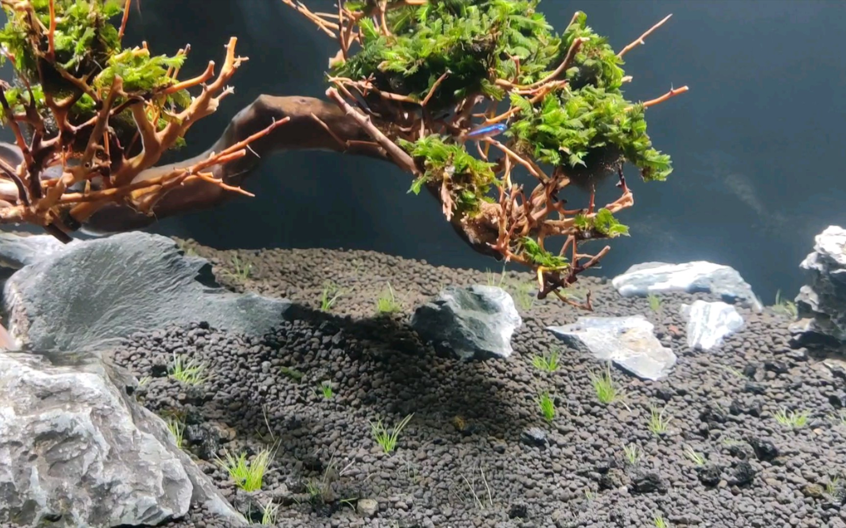 水草造景——莫斯树