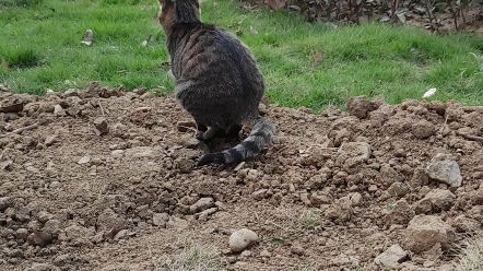 性感猫咪 在线拉shi 高清无码 慎入哔哩哔哩bilibili