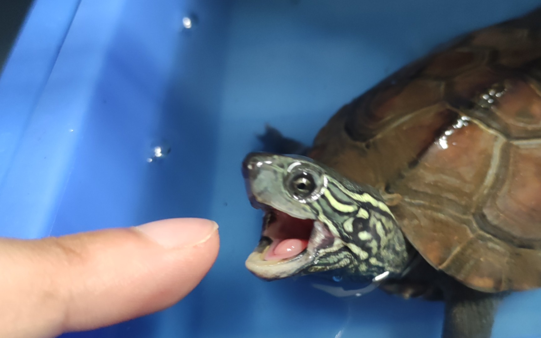 乌龟有没有舌头?_哔哩哔哩_bilibili