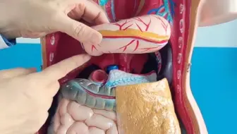 别等病了才关注！1分钟知晓内脏位置