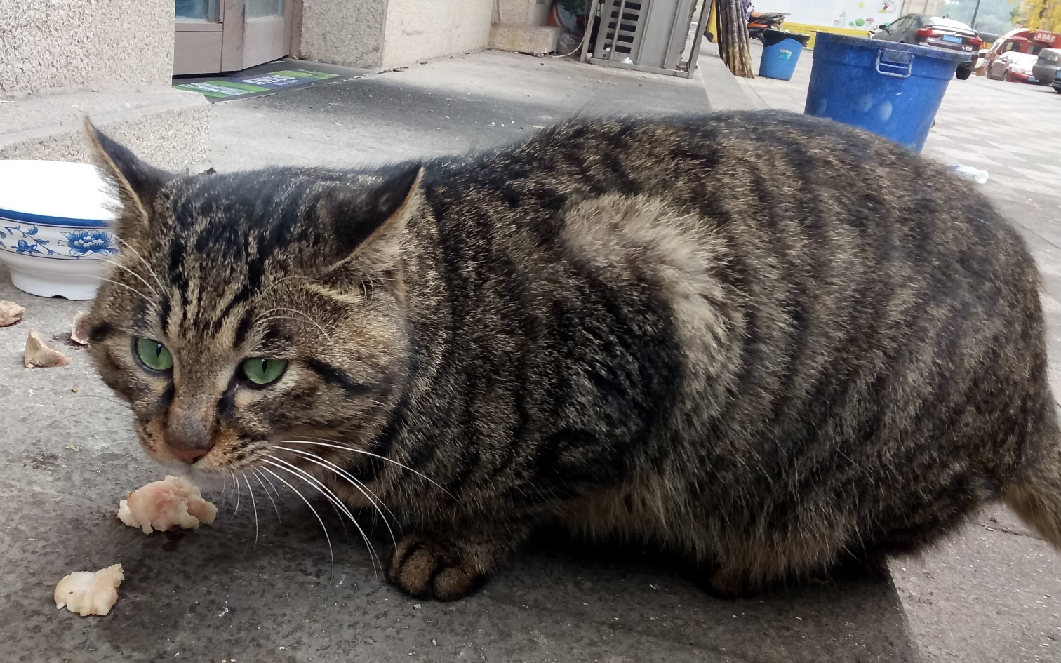 惊了,怎么会有这么肥的野猫!