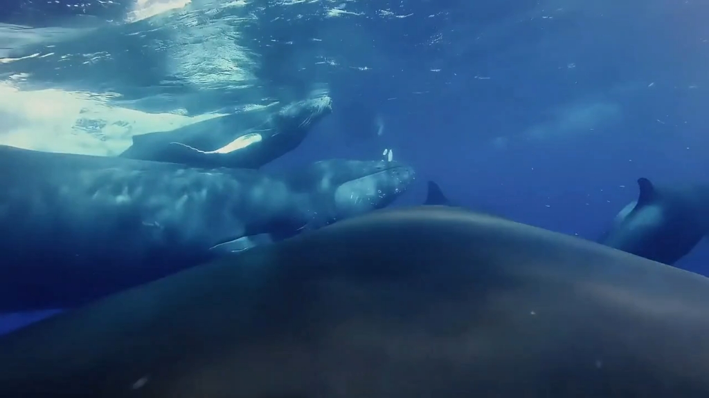 座头鲸殴打虎鲸，座头鲸打的赢虎鲸吗