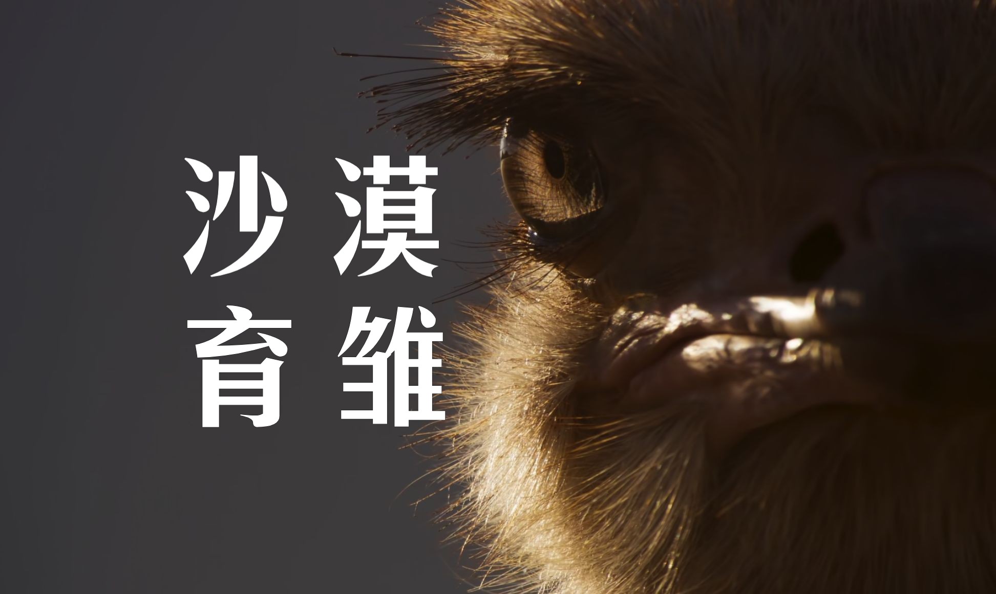 鸟不拉屎的地方 竟有鸟