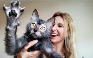 狼猫 搜索结果 哔哩哔哩 Bilibili