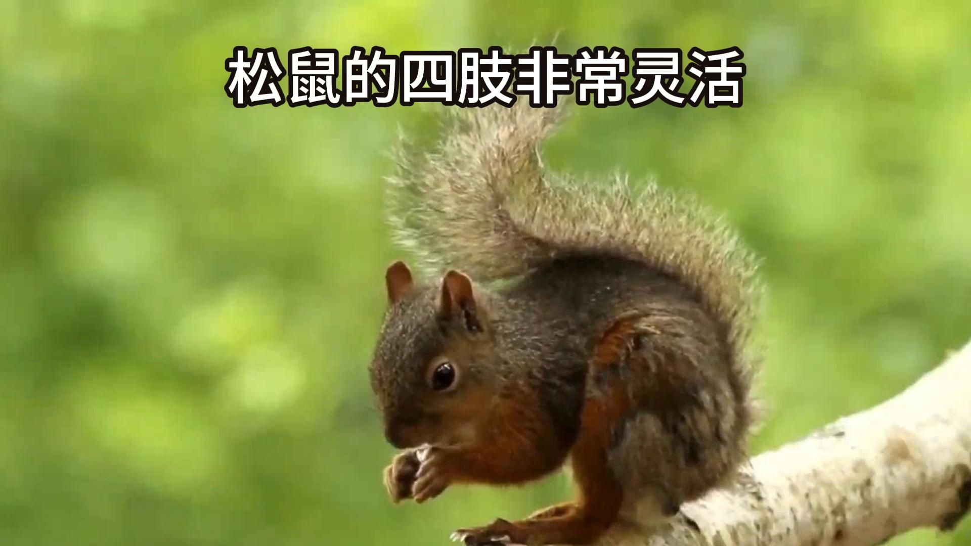 松鼠的四肢功能与生活习性
