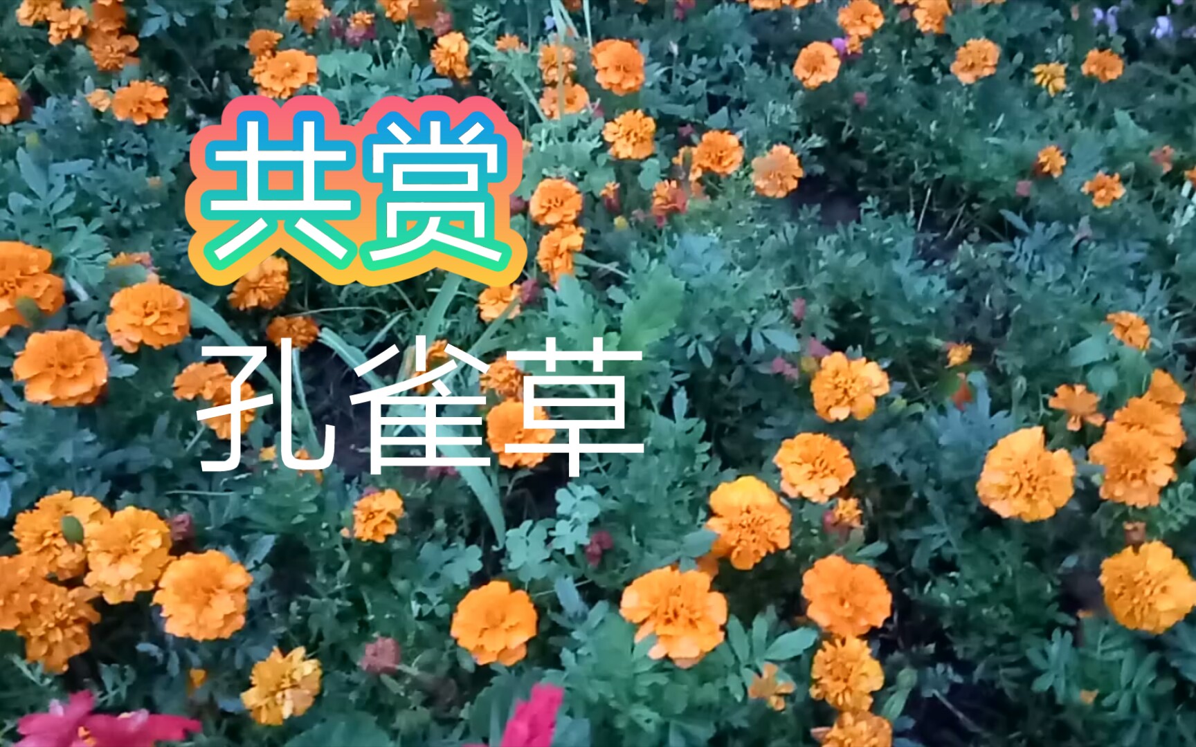 一天赏一花今天共赏孔雀草哔哩哔哩bilibili