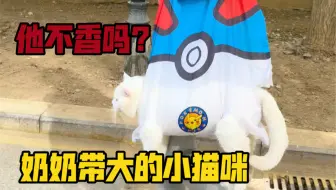 被奶奶带大的小猫咪，他不香吗？