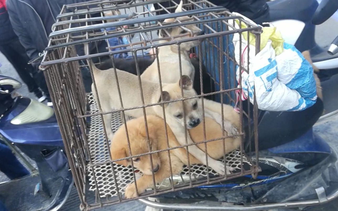 活动作品土狗鼻型破鼻