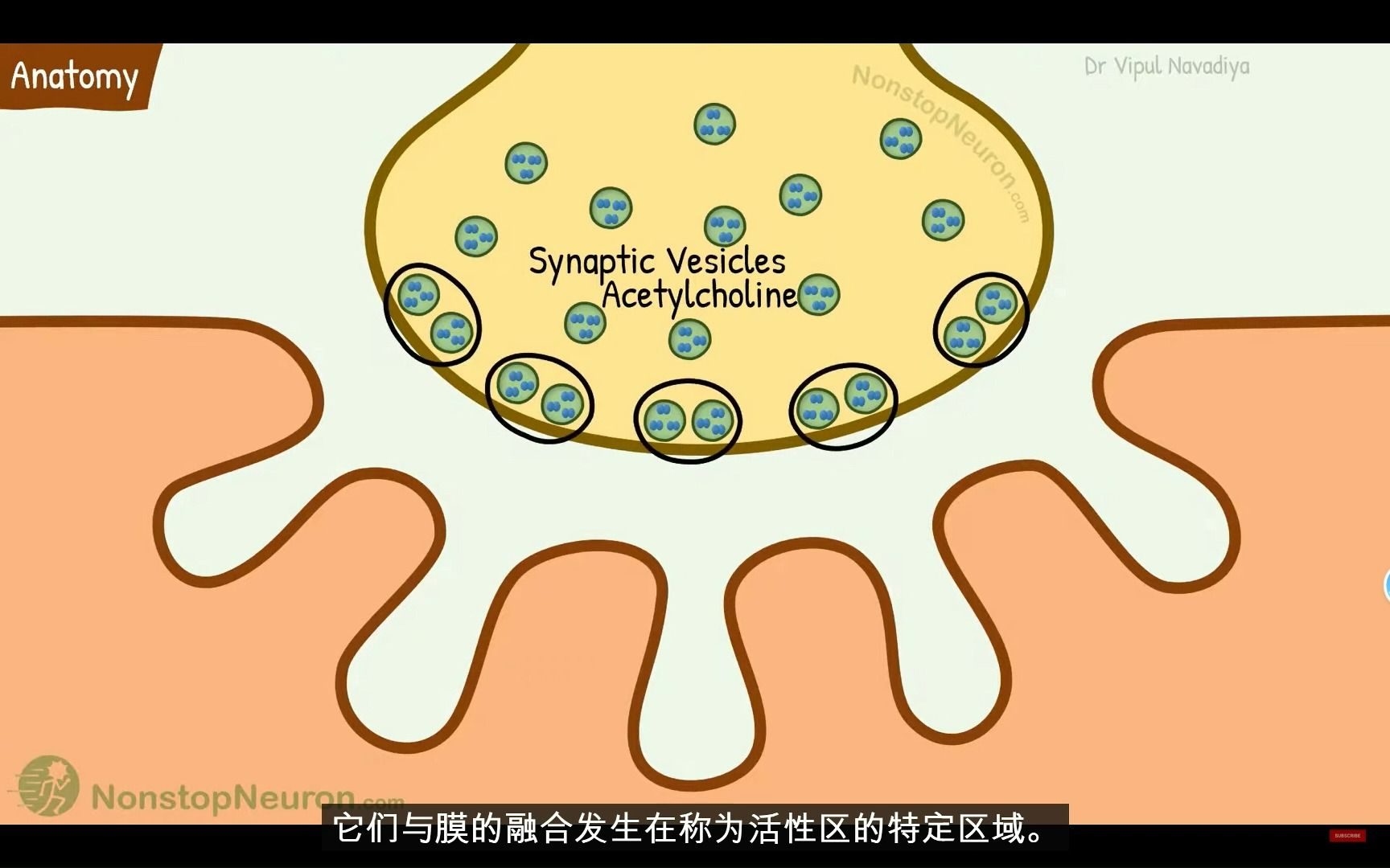 神经肌肉连接结构与神经肌肉传递膜生理学哔哩哔哩bilibili