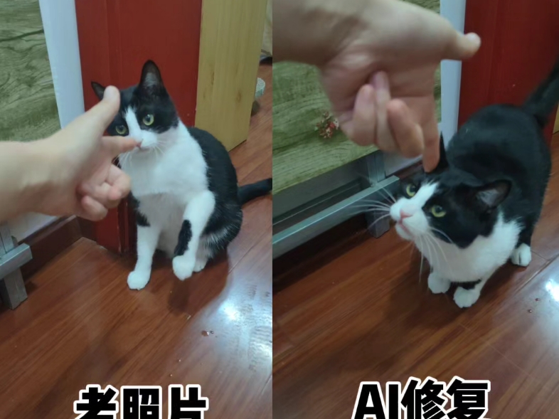 AI记录猫咪真的很牛啊?哔哩哔哩bilibili