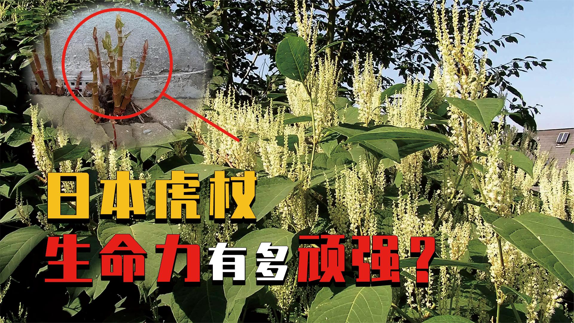 花费63亿都无法根除的日本虎杖,入侵数国,为何我国要单独种植?