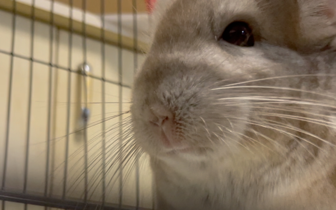 四毛吃播上线啦