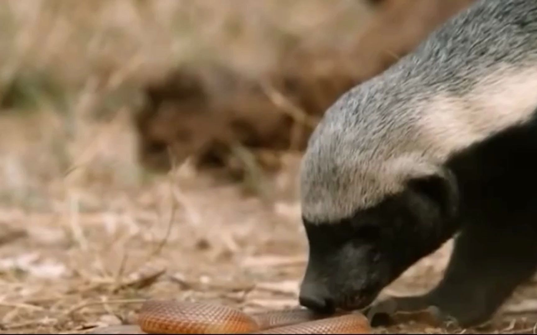 草原平头哥没人不敢惹,看平头哥是如何捕食蛇的