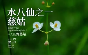 Download Video: 水八仙之慈姑，你吃过吗