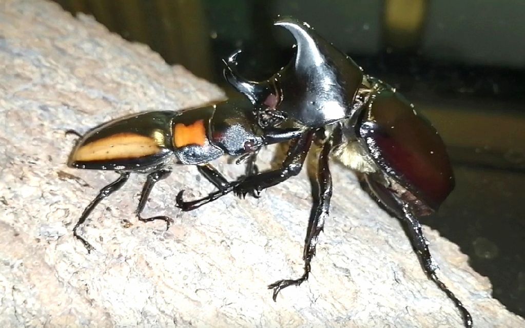 【甲虫擂台】黄纹锯锹再战翘角姬兜