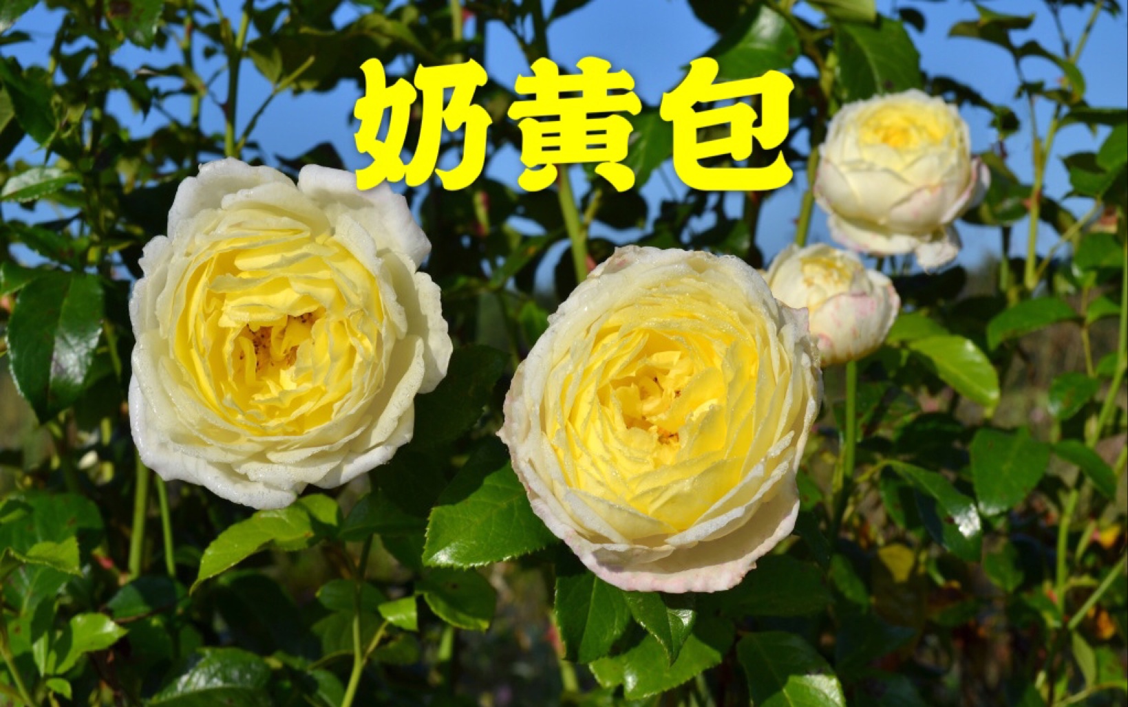 奶黄包 – 戴尔巴德月季 – 拥有杰出抗病性的奶黄色小藤本