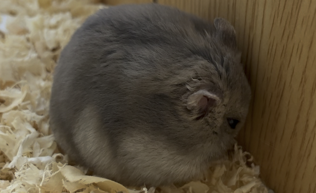 【仓鼠】你是不是有别的鼠了?