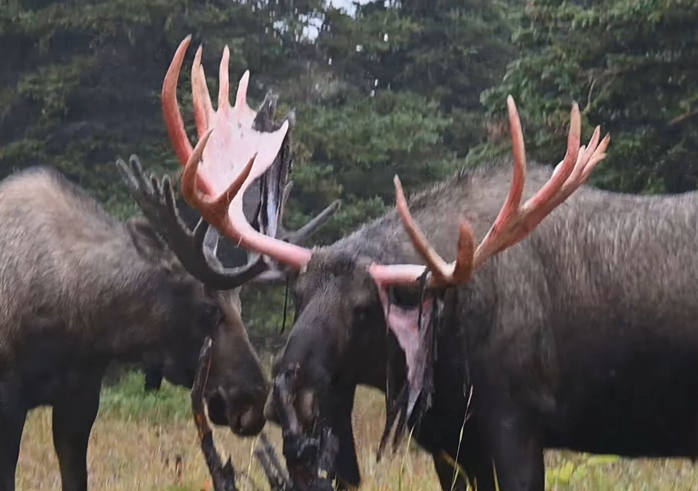 公驼鹿脱掉犄角上的皮层